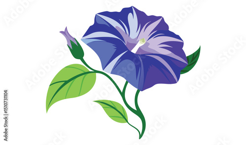 Elegant blue morning glory flower with bud and leaves
