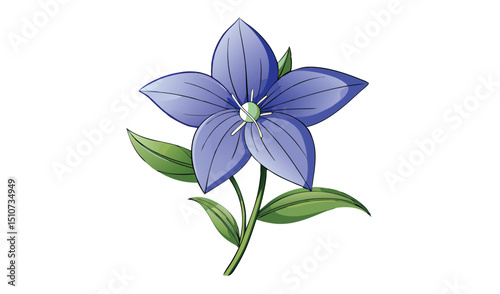 Single blue campanula flower with green leaves illustration