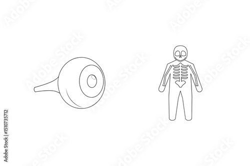 Simple medical illustration showing the human eye anatomy and skeletal system in outline