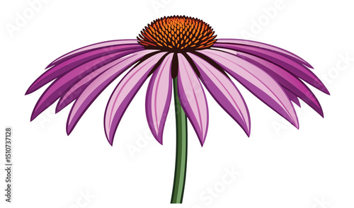 Purple coneflower botanical illustration white background