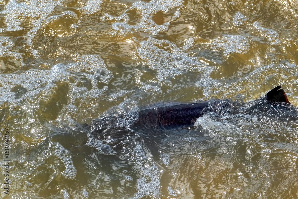 Obraz premium Lake Sturgeon Spawning At The Fox River Dam And Rapids At De Pere, Wisconsin, In Spring