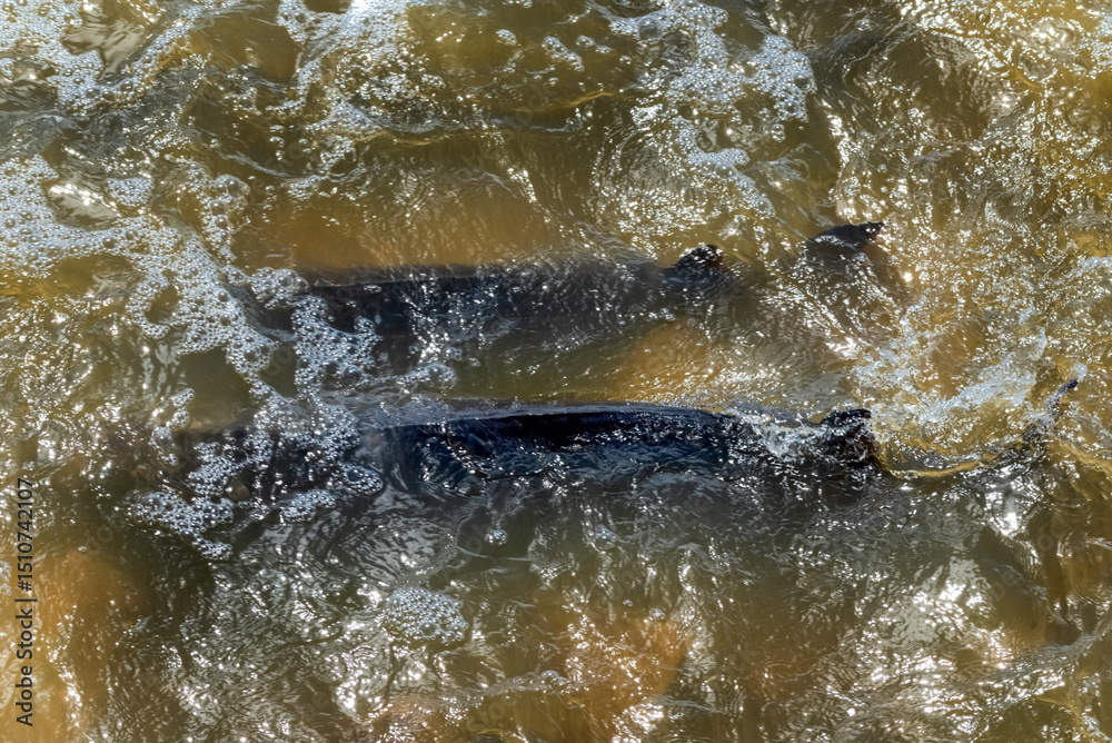 Obraz premium Lake Sturgeon Spawning At The Fox River Dam And Rapids At De Pere, Wisconsin, In Spring