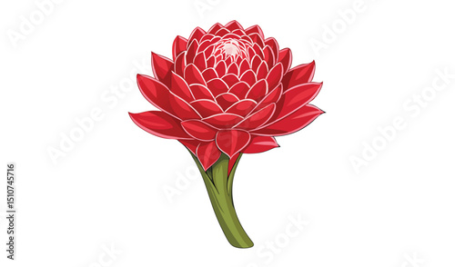 Vibrant red ginger flower botanical illustration