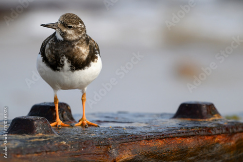 Turnstone, Arenaria interpres, winter plumage immature bird on groyne post photo