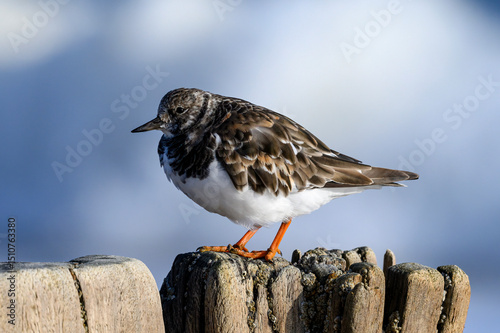 Turnstone, Arenaria interpres, winter plumage bird on groyne post photo