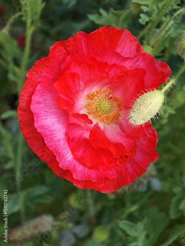 Rote Mohnblume