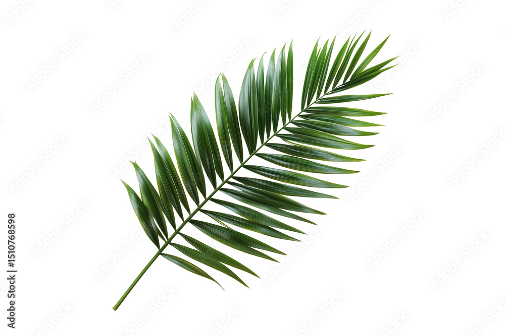 Fototapeta premium Single palm leaf isolated on transparent background
