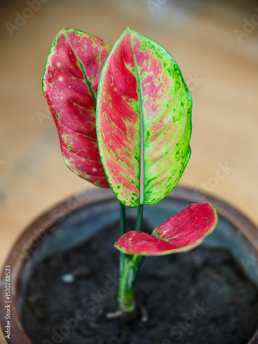 Close up view of Aglaonema 'Red Majesty' is a vibrant plant with striking dark green leaves featuring vivid red and pink tones. Blurred background, selective focus, high quality photo.
