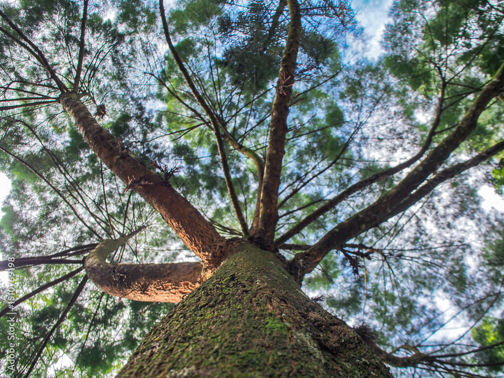 Naklejka premium Low angle view looking up through the branches of a pine tree named Sequoia sempervirens or Giant sequoia, with its trunk and branches extending towards the sky. Selective focua.