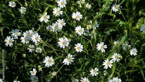 Tiny white spring flowers background