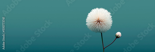 White spherical flower with bud on long stem isolated against a teal gradient background