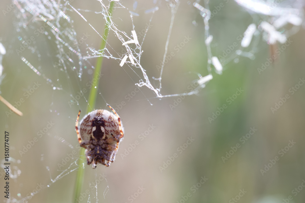 Spider weaving a web in the early morning light in a grassy field Spider weaving a web in the early morning light in a grassy field
