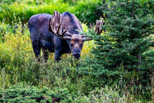 Moose