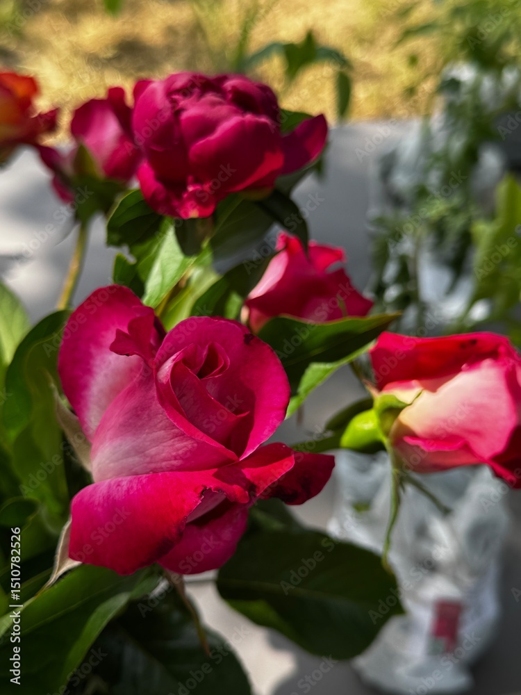 Fototapeta premium Red Roses in Sunny Garden Setting