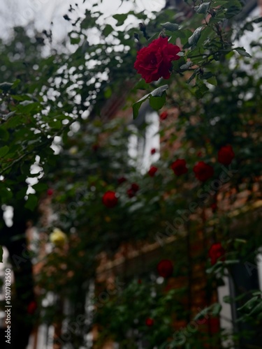 Climbing Red Rose in Urban Garden