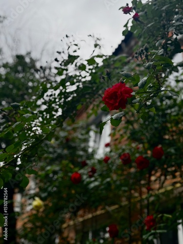 Red rose blooming against a brick house