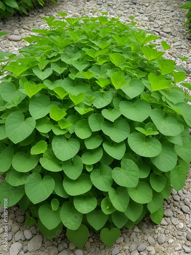 heart leaf moonseed herb for healthy, Tinospora cordifolia (Willd)., Menispermaceae