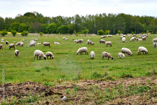 A large flock of sheep grazing in a green field in the countryside in summer