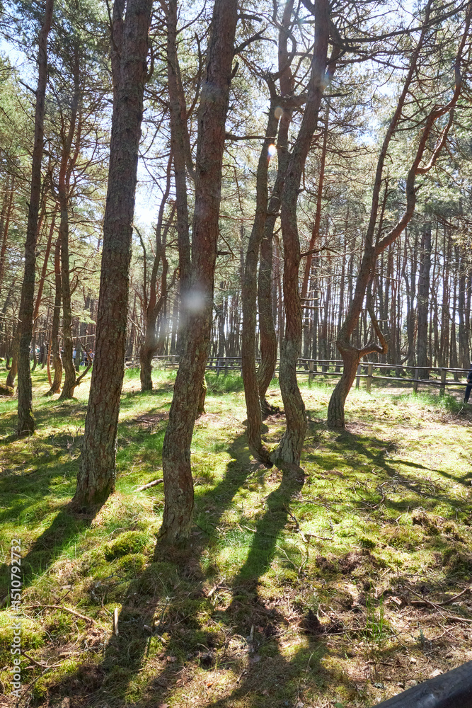 Naklejka premium Forest with twisted pine trunks, Dancing Forest