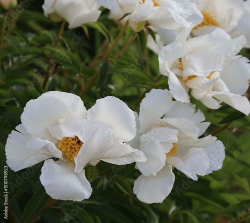 Fototapeta Naklejka Na Ścianę i Meble -  white Peonies after a Rain shower
