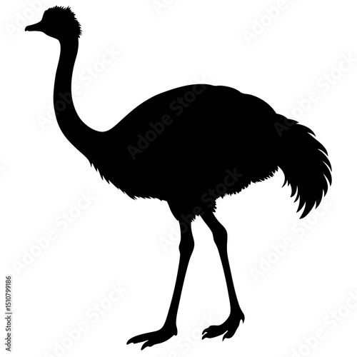 ostrich isolated on white background