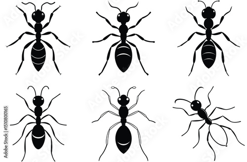 set of black ants