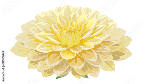 Single pale yellow dahlia flower blossom