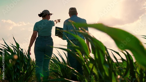 Business people teamwork. Man woman farmer colleagues checking maize growth analyzing use laptop. Agricultural workers agronomist farming scientist engineer control cornfield plantation partnership