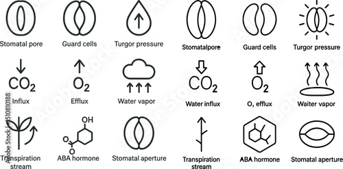 Plant physiology symbols illustrating stomatal processes and gas exchange