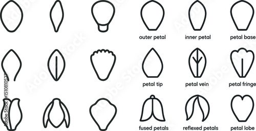 Botanical petal diagram for plant anatomy and flower identification