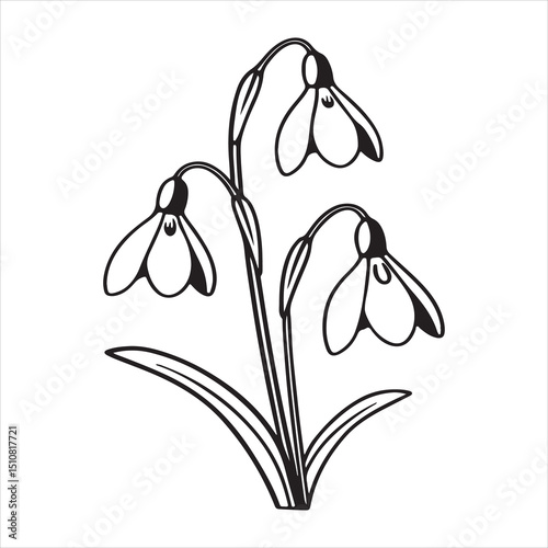 Delicate Snowdrop Flowers – First Bloom of Spring in Pure White