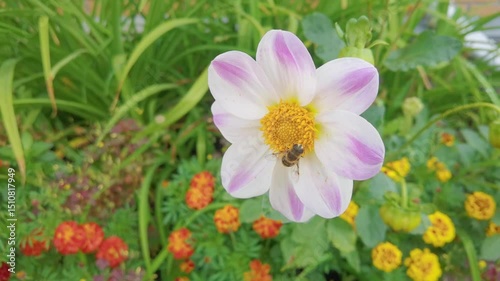 Bee pollinating white and purple flower amidst colorful garden blooms in summer.