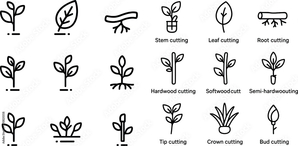 Fototapeta premium Plant propagation techniques and tools for effective gardening design