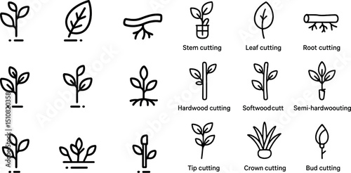 Plant propagation techniques and tools for effective gardening design