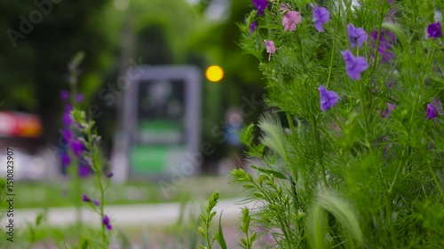 Movement along a flower bed with different flowers near the road of a small town. B roll