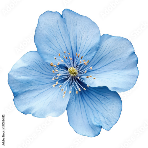 Delicate light blue flower blossom isolated on transparent background