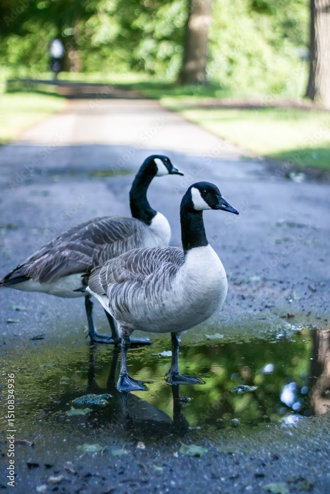 Obraz premium A goose walking on grassland at Deventer The Netherlands. High quality photo