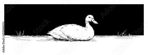 duck swimming in pond – hand drawn wildlife vector