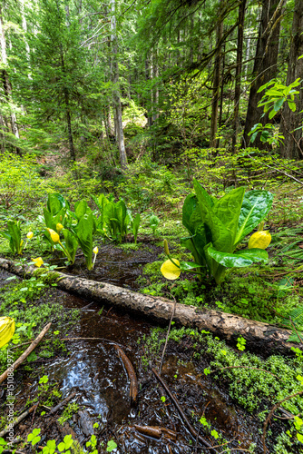 Western Skunk Cabbage (Lysichiton americanus) in Oregon in Spring photo