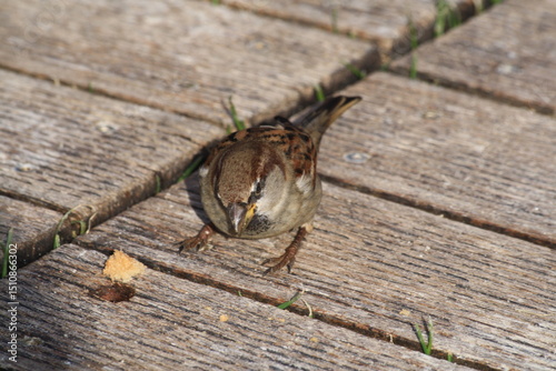 ptaszek photo