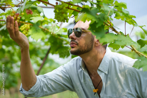 Handsome man entrepreneur touching grape on branch to check quality of grape in organic vineyard.