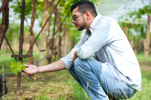 Handsome man entrepreneur touching grape leaf on branch to check quality of grape in organic vineyard.