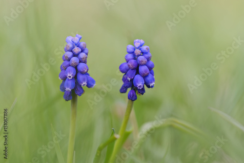 muscari, purple, grape hyacinth, garden grape hyacinth, blue flowers, herbaceous, outdoor, leaf, green, park, meadow, gentle, horticulture, beautiful, spring, tranquility, growth, floral, flora, hyaci photo