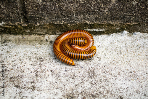 Millipedes are hugging each other on the old cement floor.