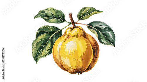 Vibrant Quince Fruit Illustration Botanical Painting of a Ripe Quince with Leaves