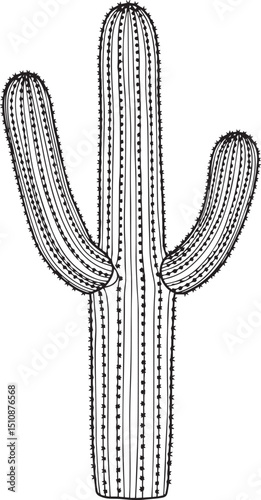cactus vector illustration