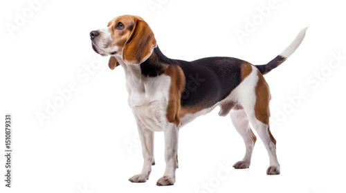 Isolated shot of a cute beagle puppy on a white background