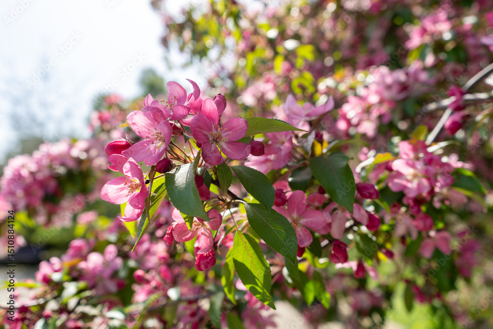 Naklejka premium Pink spring tree blossom. Apple flowers close up, bloom branch in garden, delicate pink flowers