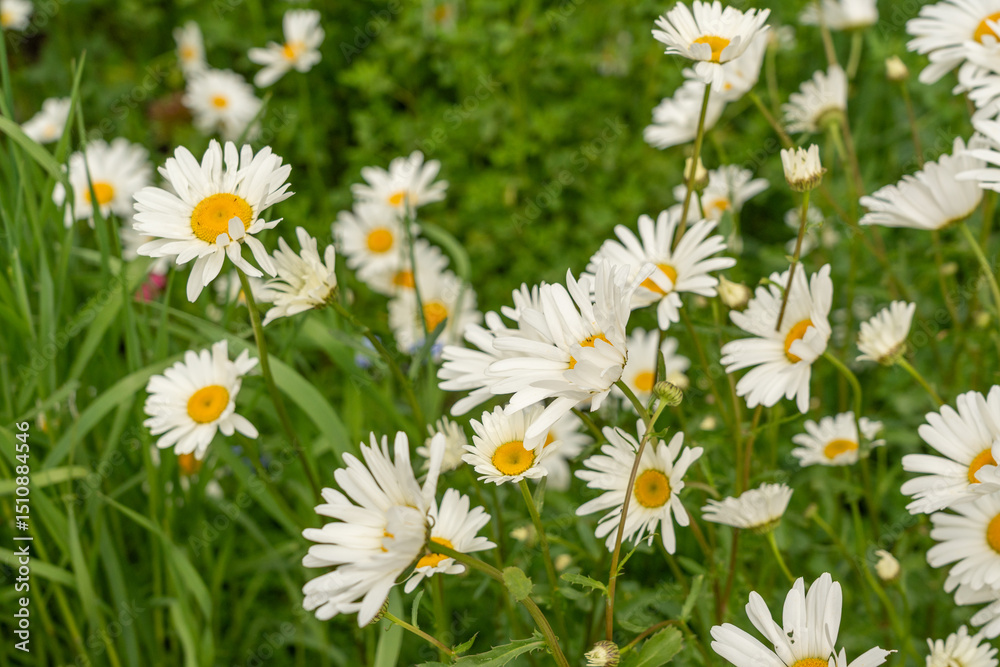 Fototapeta premium Chamomile flower field. White daisies on spring meadow, wild camomiles in english garden