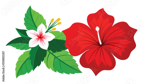Red and white hibiscus flowers with lush green leaves